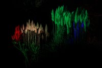 Winterlichter - Palmengarten Frankfurt 2023-24