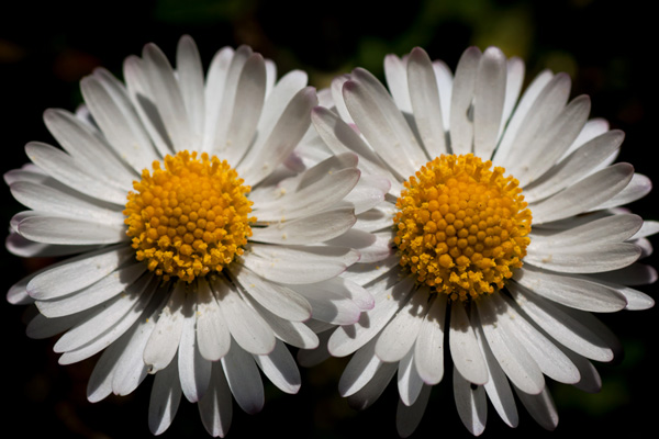 Gänseblümchen