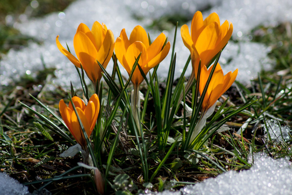 Chancen auf Frühling???