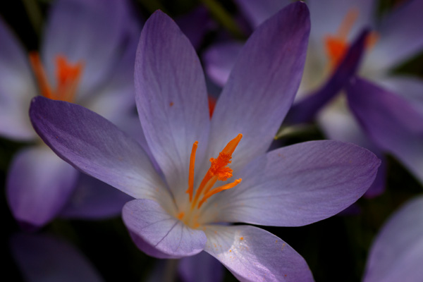 Leuchtende Krokusse