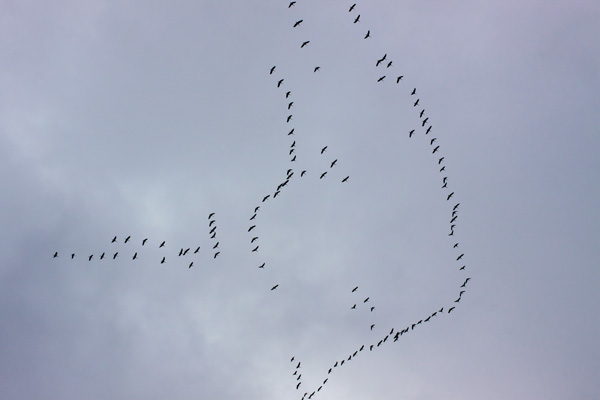 Vogelzug über der Kinzig