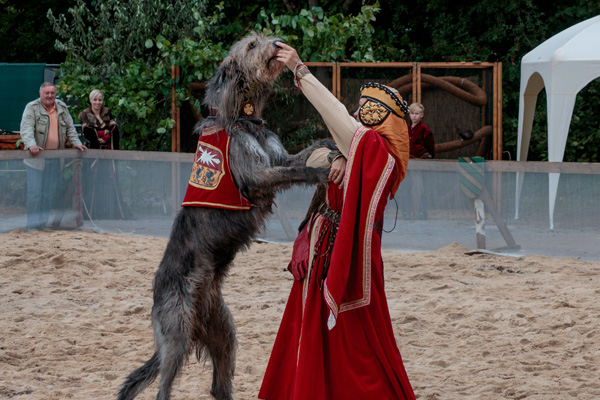 Jagdshow mit Irischen Wolfshunden