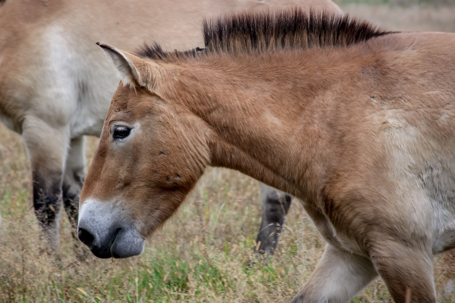 Przewalski-Urpferde auf Campo Pond