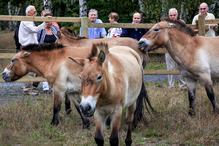 Przewalski2009 02 900